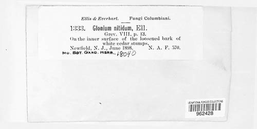 Glonium nitidum image